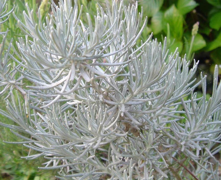 Helichrysum italicum ssp serotinum en fleurs dans une garrigue ouverte du sud de la France